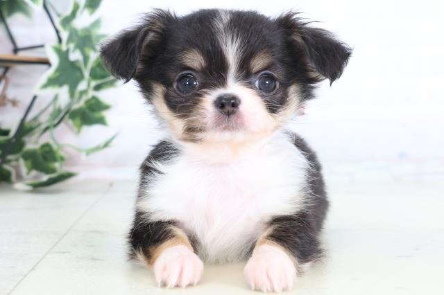 福岡県のチワワ(ロング) (Coo&RIKUフォレストシティ春日店/2025年12月13日生まれ/女の子/ブラックタンホワイト)の子犬の1枚目の画像