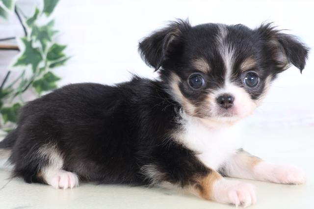 福岡県のチワワ(ロング) (Coo&RIKUフォレストシティ春日店/2025年12月13日生まれ/女の子/ブラックタンホワイト)の子犬の2枚目の画像