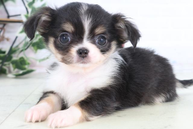 福岡県のチワワ(ロング) (Coo&RIKUフォレストシティ春日店/2025年12月13日生まれ/女の子/ブラックタンホワイト)の子犬の3枚目の画像