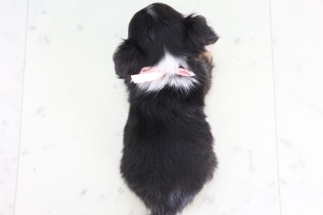 福岡県のチワワ(ロング) (Coo&RIKUフォレストシティ春日店/2025年12月13日生まれ/女の子/ブラックタンホワイト)の子犬の4枚目の画像