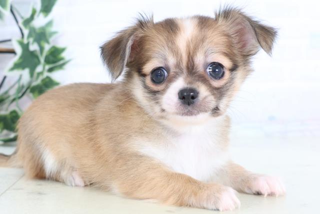 福岡県のチワワ(ロング) (Coo&RIKU久留米店/2025年12月13日生まれ/女の子/フォーンホワイト)の子犬の2枚目の画像