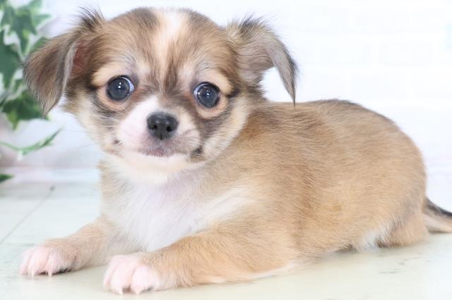 福岡県のチワワ(ロング) (Coo&RIKU久留米店/2025年12月13日生まれ/女の子/フォーンホワイト)の子犬の3枚目の画像