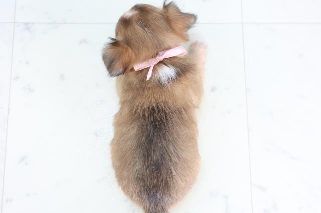 福岡県のチワワ(ロング) (Coo&RIKU久留米店/2025年12月13日生まれ/女の子/フォーンホワイト)の子犬の4枚目の画像