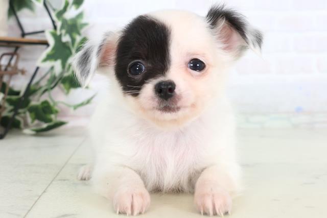 熊本県のチワワ(ロング) (Coo&RIKUカリーノ玉名店/2025年12月13日生まれ/女の子/ホワイトブラック)の子犬の1枚目の画像