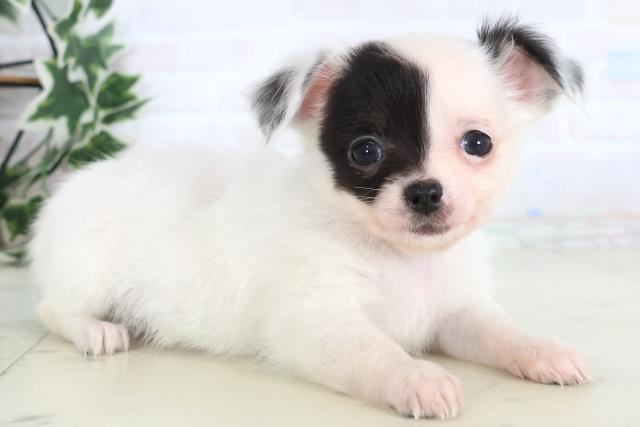 熊本県のチワワ(ロング) (Coo&RIKUカリーノ玉名店/2025年12月13日生まれ/女の子/ホワイトブラック)の子犬の2枚目の画像