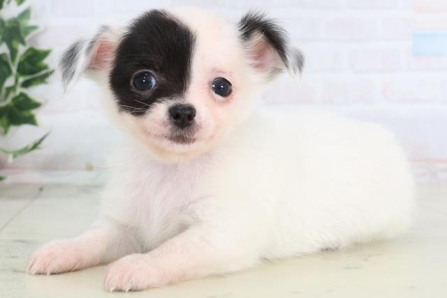 熊本県のチワワ(ロング) (Coo&RIKUカリーノ玉名店/2025年12月13日生まれ/女の子/ホワイトブラック)の子犬の3枚目の画像