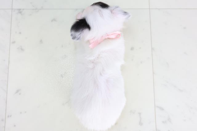 熊本県のチワワ(ロング) (Coo&RIKUカリーノ玉名店/2025年12月13日生まれ/女の子/ホワイトブラック)の子犬の4枚目の画像