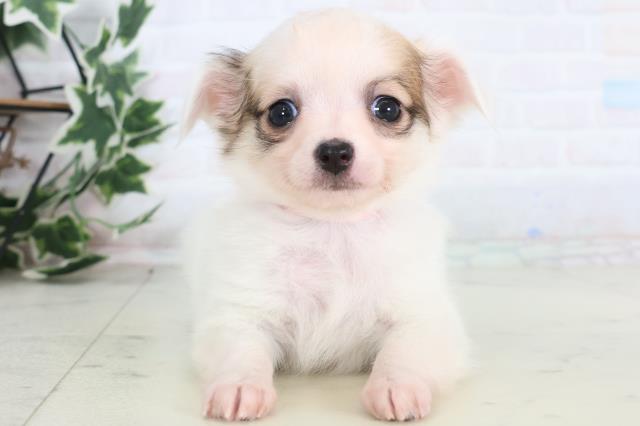 熊本県のチワワ(ロング) (Coo&RIKUカリーノ玉名店/2025年12月13日生まれ/女の子/ホワイトフォーン)の子犬の1枚目の画像