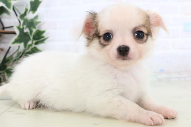 熊本県のチワワ(ロング) (Coo&RIKUカリーノ玉名店/2025年12月13日生まれ/女の子/ホワイトフォーン)の子犬の2枚目の画像