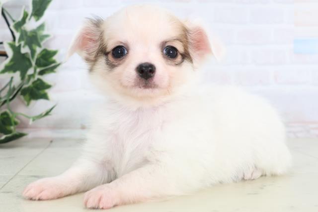 熊本県のチワワ(ロング) (Coo&RIKUカリーノ玉名店/2025年12月13日生まれ/女の子/ホワイトフォーン)の子犬の3枚目の画像