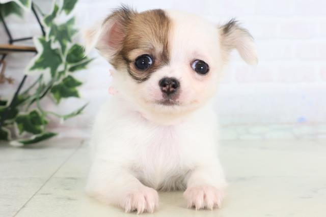 福岡県のチワワ(ロング) (Coo&RIKU久留米店/2025年12月13日生まれ/女の子/ホワイトフォーン)の子犬の1枚目の画像