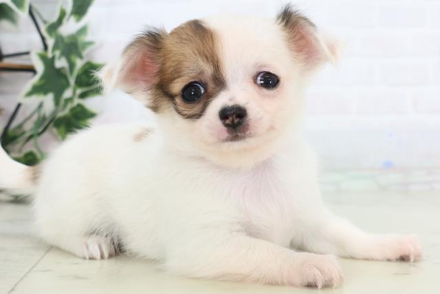 福岡県のチワワ(ロング) (Coo&RIKU久留米店/2025年12月13日生まれ/女の子/ホワイトフォーン)の子犬の2枚目の画像