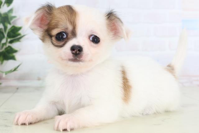 福岡県のチワワ(ロング) (Coo&RIKU久留米店/2025年12月13日生まれ/女の子/ホワイトフォーン)の子犬の3枚目の画像