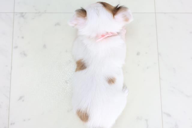 福岡県のチワワ(ロング) (Coo&RIKU久留米店/2025年12月13日生まれ/女の子/ホワイトフォーン)の子犬の4枚目の画像