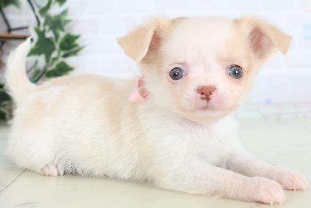 福岡県のチワワ(ロング) (Coo&RIKU黒崎店/2025年12月13日生まれ/女の子/ホワイトレッド)の子犬の2枚目の画像