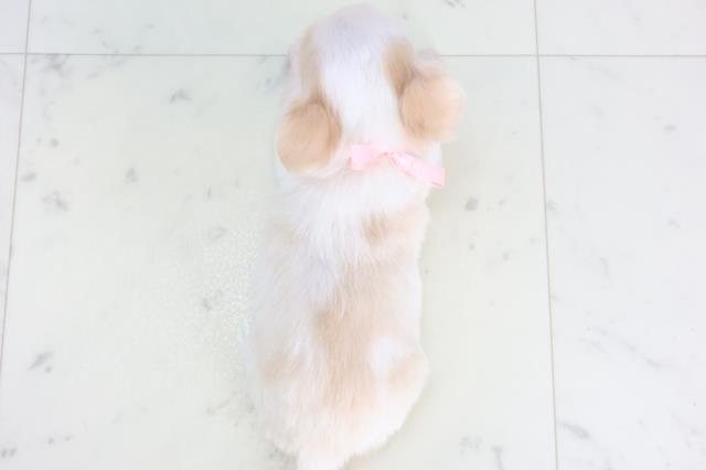 福岡県のチワワ(ロング) (Coo&RIKU黒崎店/2025年12月13日生まれ/女の子/ホワイトレッド)の子犬の4枚目の画像