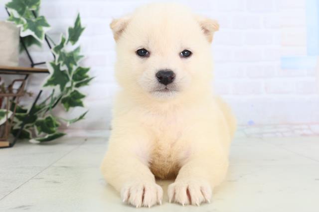 埼玉県の柴犬(標準サイズ) (Coo&RIKU川口戸塚店/2025年12月12日生まれ/女の子/白)の子犬