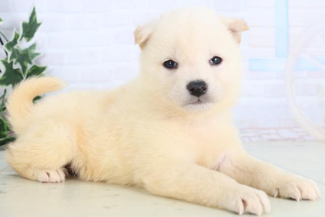 埼玉県の柴犬(標準サイズ) (Coo&RIKU川口戸塚店/2025年12月12日生まれ/女の子/白)の子犬の2枚目の画像