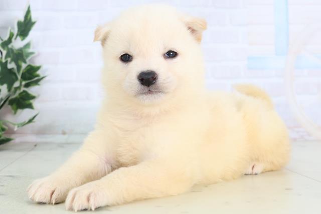 埼玉県の柴犬(標準サイズ) (Coo&RIKU川口戸塚店/2025年12月12日生まれ/女の子/白)の子犬の3枚目の画像