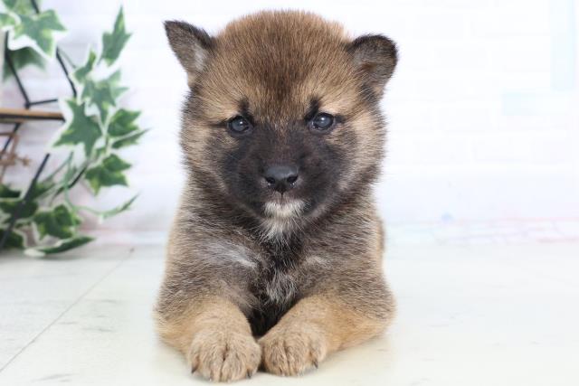 神奈川県の柴犬(標準サイズ) (Coo&RIKU横浜旭店/2025年12月12日生まれ/男の子/赤)の子犬の1枚目の画像