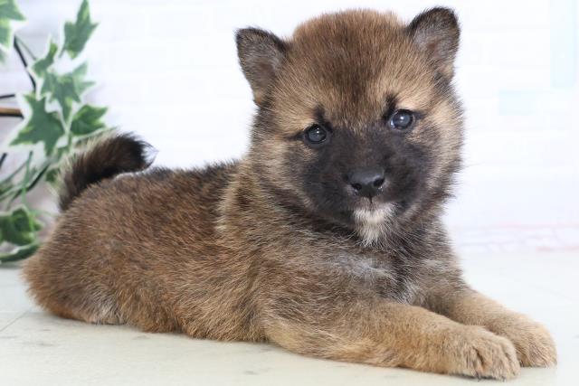 神奈川県の柴犬(標準サイズ) (Coo&RIKU横浜旭店/2025年12月12日生まれ/男の子/赤)の子犬の2枚目の画像