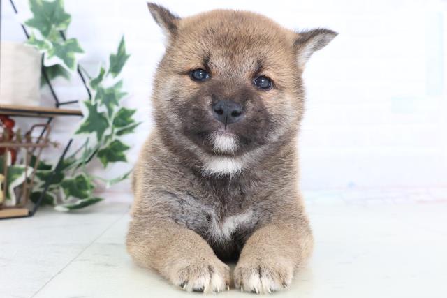 千葉県の柴犬(標準サイズ) (Coo&RIKU市原店/2025年12月12日生まれ/男の子/赤)の子犬の1枚目の画像