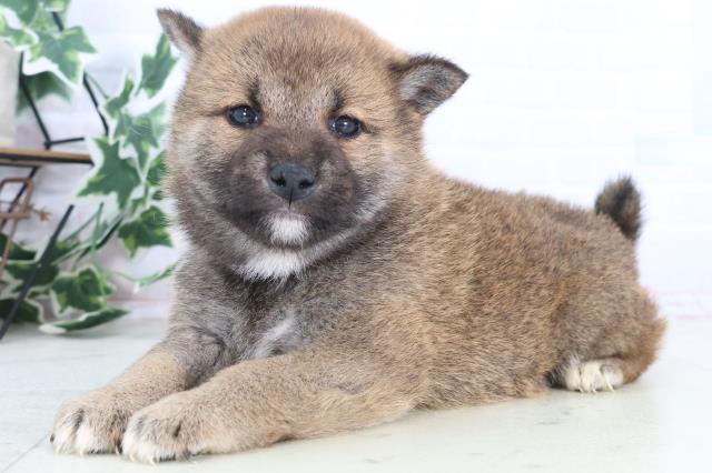 千葉県の柴犬(標準サイズ) (Coo&RIKU市原店/2025年12月12日生まれ/男の子/赤)の子犬の3枚目の画像