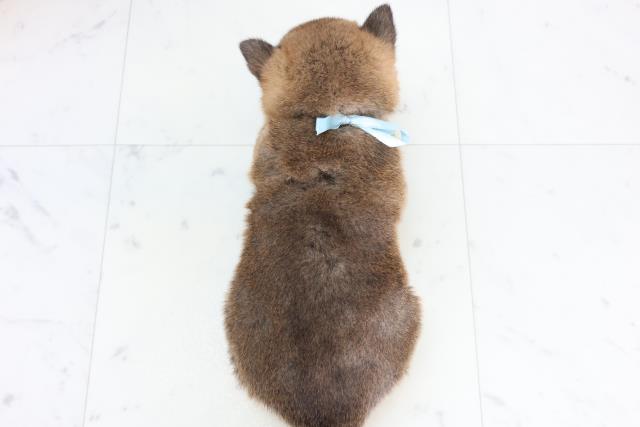 千葉県の柴犬(標準サイズ) (Coo&RIKU市原店/2025年12月12日生まれ/男の子/赤)の子犬の4枚目の画像