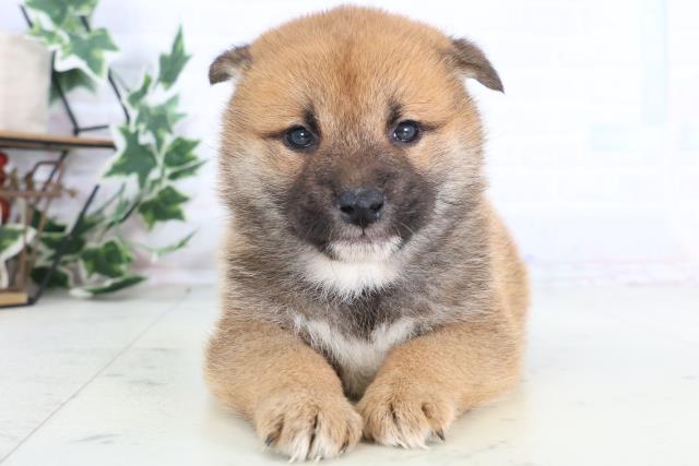 千葉県の柴犬(標準サイズ) (Coo&RIKU流山店/2025年12月12日生まれ/男の子/赤)の子犬の1枚目の画像