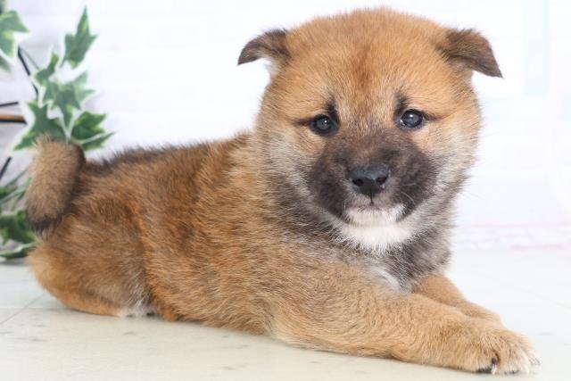 千葉県の柴犬(標準サイズ) (Coo&RIKU流山店/2025年12月12日生まれ/男の子/赤)の子犬の2枚目の画像