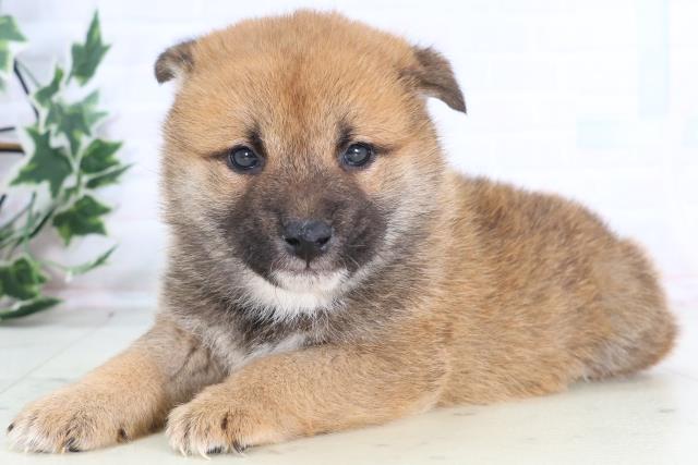 千葉県の柴犬(標準サイズ) (Coo&RIKU流山店/2025年12月12日生まれ/男の子/赤)の子犬の3枚目の画像