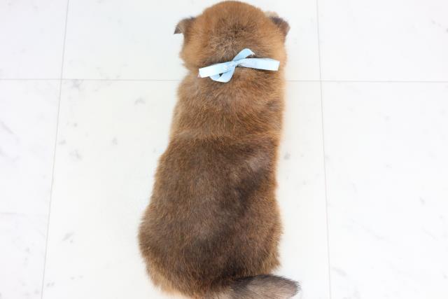 千葉県の柴犬(標準サイズ) (Coo&RIKU流山店/2025年12月12日生まれ/男の子/赤)の子犬の4枚目の画像