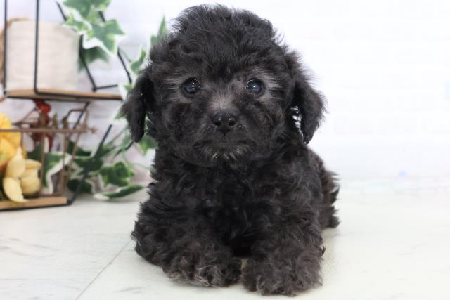 熊本県のトイプードル(トイ) (Coo&RIKU宇土シティモール店/2025年12月10日生まれ/男の子/シルバー)の子犬の1枚目の画像