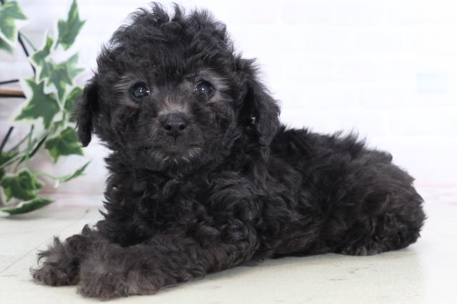 熊本県のトイプードル(トイ) (Coo&RIKU宇土シティモール店/2025年12月10日生まれ/男の子/シルバー)の子犬の3枚目の画像