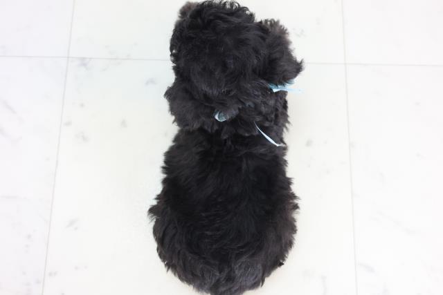 熊本県のトイプードル(トイ) (Coo&RIKU宇土シティモール店/2025年12月10日生まれ/男の子/シルバー)の子犬の4枚目の画像