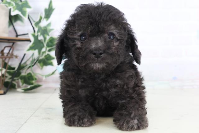 福岡県のトイプードル(トイ) (Coo&RIKU福岡西店/2025年12月10日生まれ/男の子/シルバー)の子犬の1枚目の画像