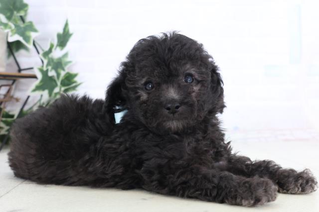 福岡県のトイプードル(トイ) (Coo&RIKU福岡西店/2025年12月10日生まれ/男の子/シルバー)の子犬の2枚目の画像