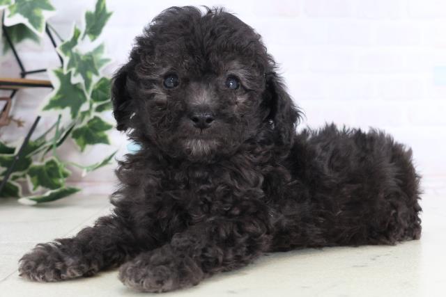 福岡県のトイプードル(トイ) (Coo&RIKU福岡西店/2025年12月10日生まれ/男の子/シルバー)の子犬の3枚目の画像