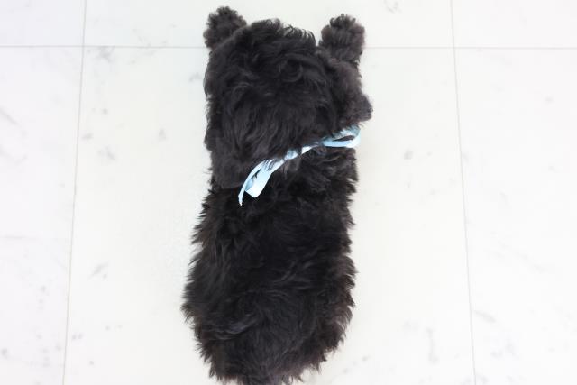 福岡県のトイプードル(トイ) (Coo&RIKU福岡西店/2025年12月10日生まれ/男の子/シルバー)の子犬の4枚目の画像