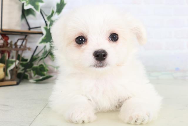 福岡県のチワマル/マルチワ(チワワ×マルチーズ) (Coo&RIKU小倉店/2025年12月11日生まれ/女の子/クリーム)の子犬の1枚目の画像