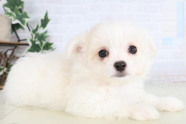 福岡県のチワマル/マルチワ(チワワ×マルチーズ) (Coo&RIKU小倉店/2025年12月11日生まれ/女の子/クリーム)の子犬の2枚目の画像