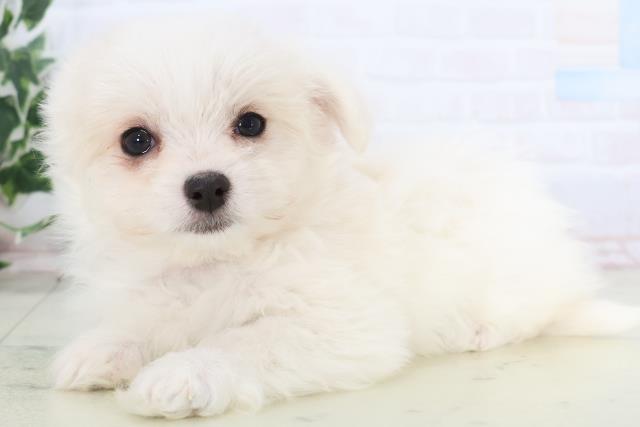 福岡県のチワマル/マルチワ(チワワ×マルチーズ) (Coo&RIKU小倉店/2025年12月11日生まれ/女の子/クリーム)の子犬の3枚目の画像