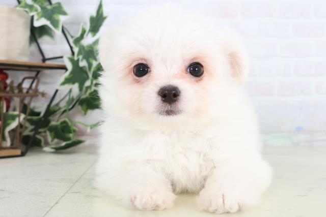 長野県のチワマル/マルチワ(チワワ×マルチーズ) (Coo&RIKU綿半庄内店/2025年12月11日生まれ/男の子/クリーム)の子犬の1枚目の画像