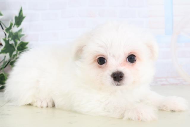 長野県のチワマル/マルチワ(チワワ×マルチーズ) (Coo&RIKU綿半庄内店/2025年12月11日生まれ/男の子/クリーム)の子犬の2枚目の画像