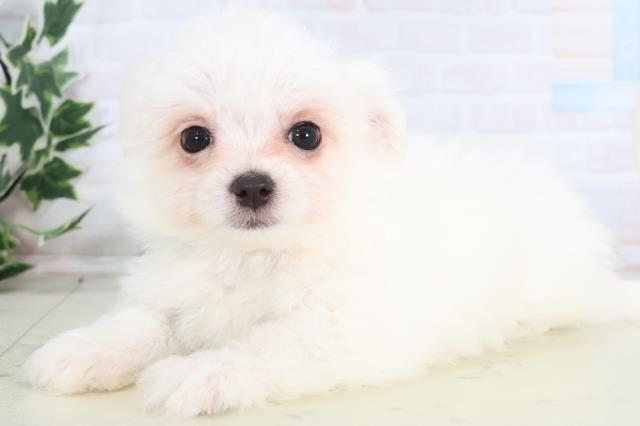 長野県のチワマル/マルチワ(チワワ×マルチーズ) (Coo&RIKU綿半庄内店/2025年12月11日生まれ/男の子/クリーム)の子犬の3枚目の画像