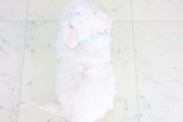 長野県のチワマル/マルチワ(チワワ×マルチーズ) (Coo&RIKU綿半庄内店/2025年12月11日生まれ/男の子/クリーム)の子犬の4枚目の画像