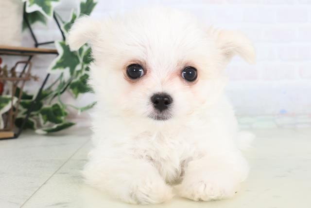 熊本県のチワマル/マルチワ(チワワ×マルチーズ) (Coo&RIKU宇土シティモール店/2025年12月11日生まれ/男の子/クリーム)の子犬の1枚目の画像
