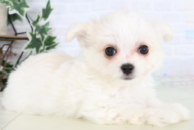 熊本県のチワマル/マルチワ(チワワ×マルチーズ) (Coo&RIKU宇土シティモール店/2025年12月11日生まれ/男の子/クリーム)の子犬の2枚目の画像