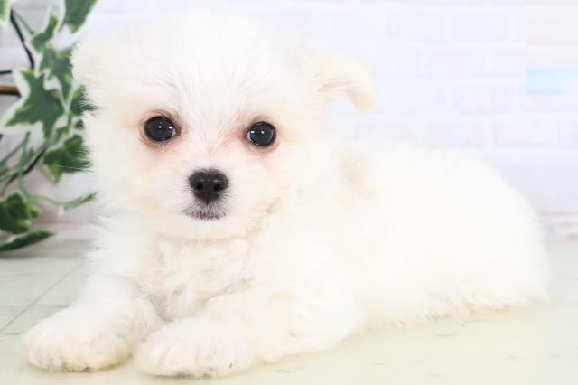 熊本県のチワマル/マルチワ(チワワ×マルチーズ) (Coo&RIKU宇土シティモール店/2025年12月11日生まれ/男の子/クリーム)の子犬の3枚目の画像