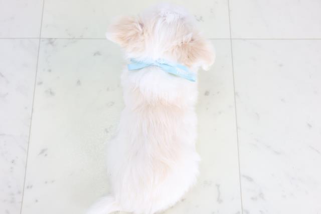 熊本県のチワマル/マルチワ(チワワ×マルチーズ) (Coo&RIKU宇土シティモール店/2025年12月11日生まれ/男の子/クリーム)の子犬の4枚目の画像